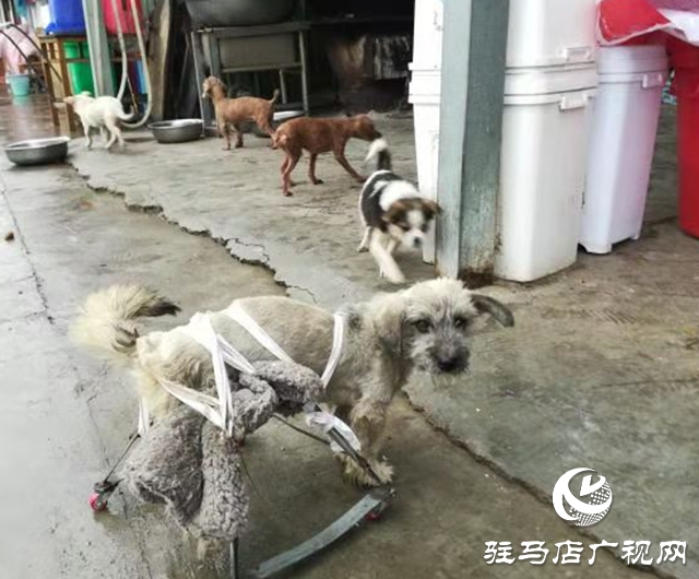 獲獎后，這些乒乓球小將把獎勵捐給寵物救助站