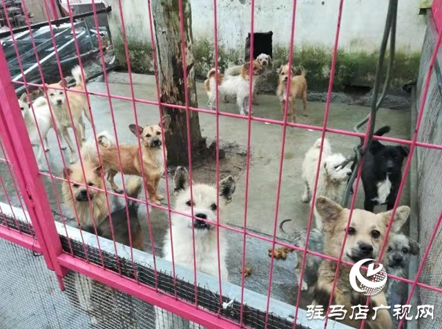 獲獎后，這些乒乓球小將把獎勵捐給寵物救助站