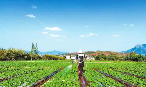 菜農心中的科技貼心人