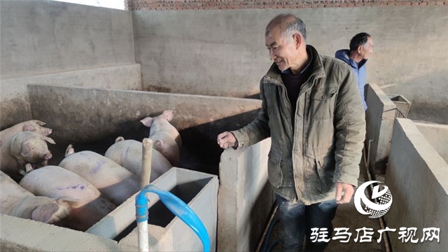 重獲“新生”，泌陽縣下碑寺鄉(xiāng)曹莊村貧困戶養(yǎng)豬走出致富路