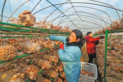 河南力促農(nóng)民工好就業(yè)、就好業(yè) 2020年新增農(nóng)村勞動(dòng)力轉(zhuǎn)移就業(yè)45.81萬(wàn)人