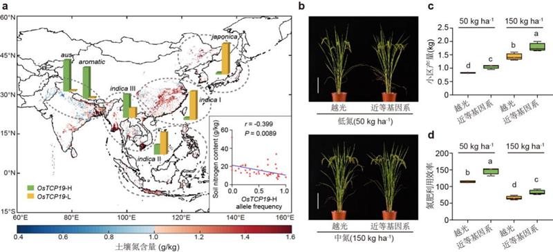 中國科學(xué)家找回“古早”水稻基因，可提高氮肥利用效率