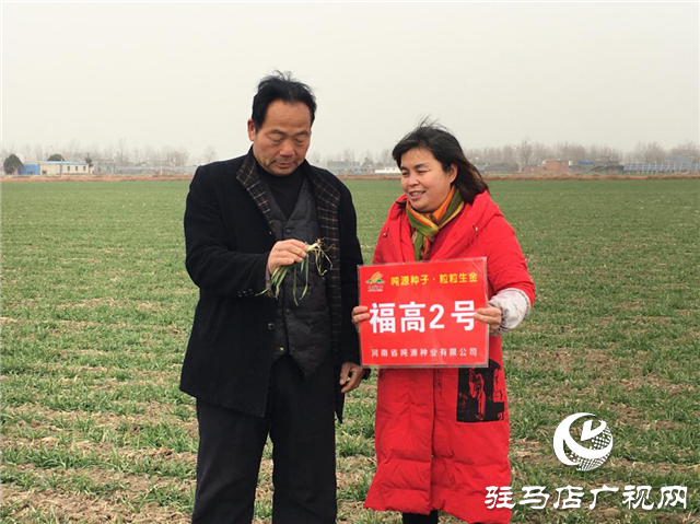 噸源種業(yè)“福高2號(hào)”田間回訪之二