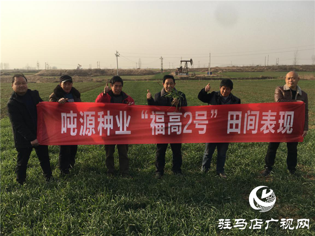 噸源種業(yè)“福高2號(hào)”田間回訪之二