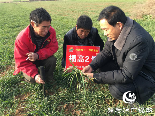 噸源種業(yè)“福高2號(hào)”田間回訪之二