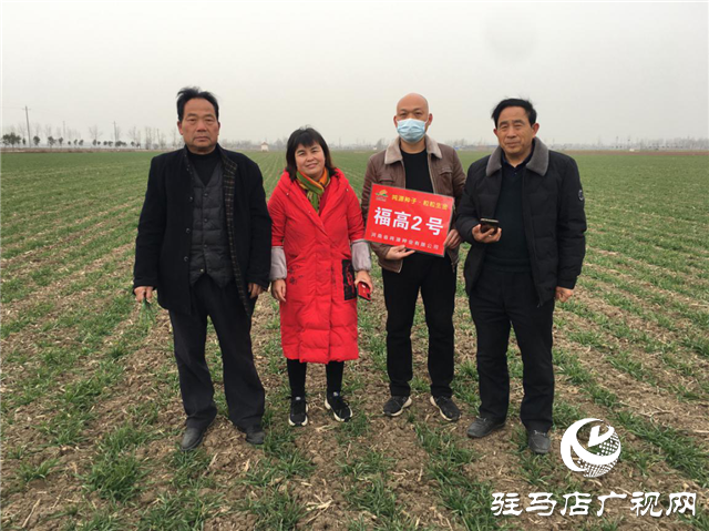 噸源種業(yè)“福高2號(hào)”田間回訪之二