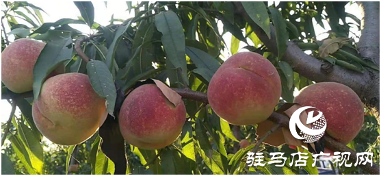 新春種心愿 來(lái)年共致富