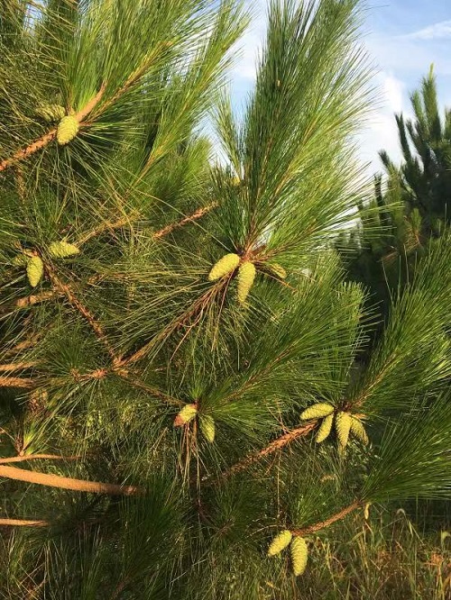 基因型與環(huán)境互作顯著影響馬尾松生長(zhǎng)性狀