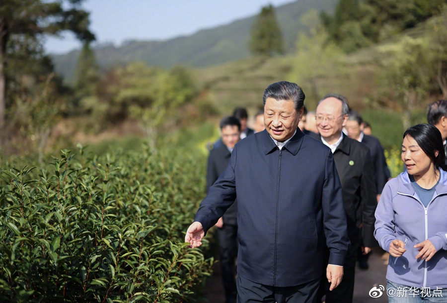 習近平察看武夷山春茶長勢：把茶文化、茶產業(yè)、茶科技這篇文章做好