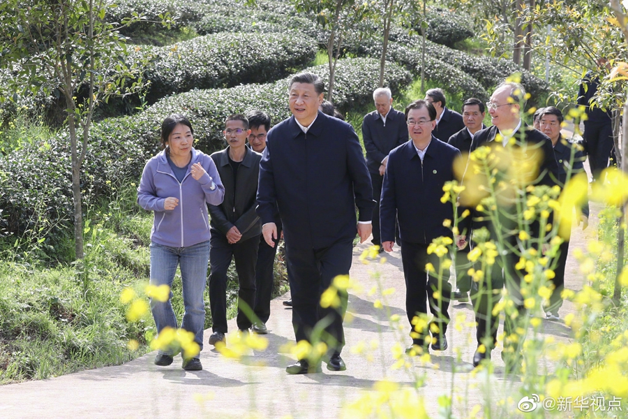 習近平察看武夷山春茶長勢：把茶文化、茶產業(yè)、茶科技這篇文章做好
