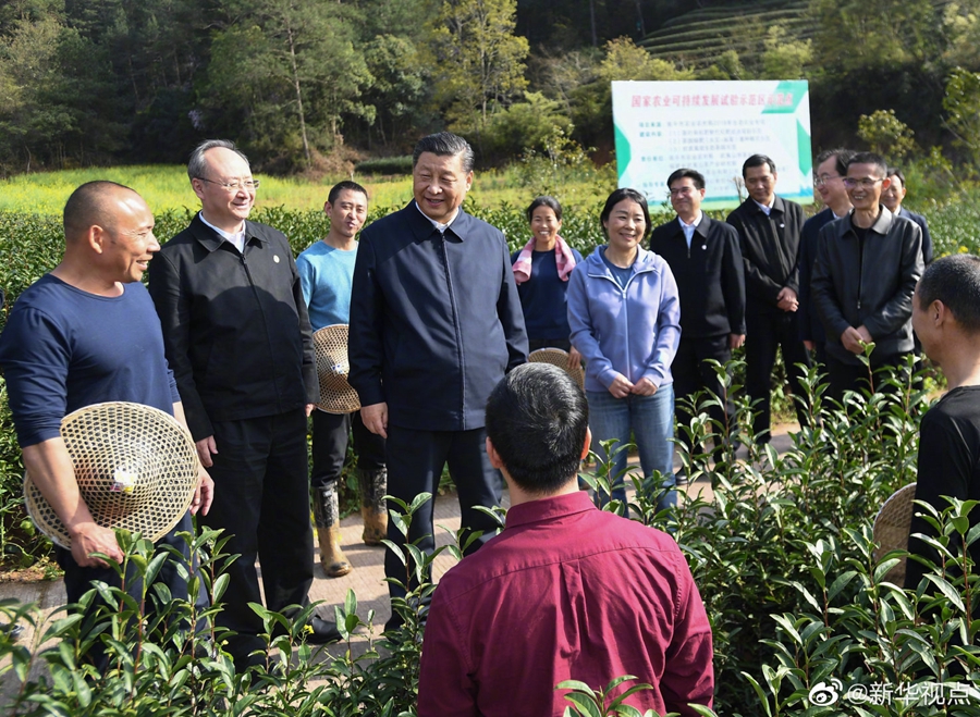 習近平察看武夷山春茶長勢：把茶文化、茶產業(yè)、茶科技這篇文章做好