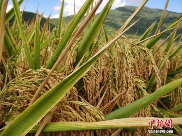 國際糧價暴漲，會影響中國人的“飯碗”嗎？
