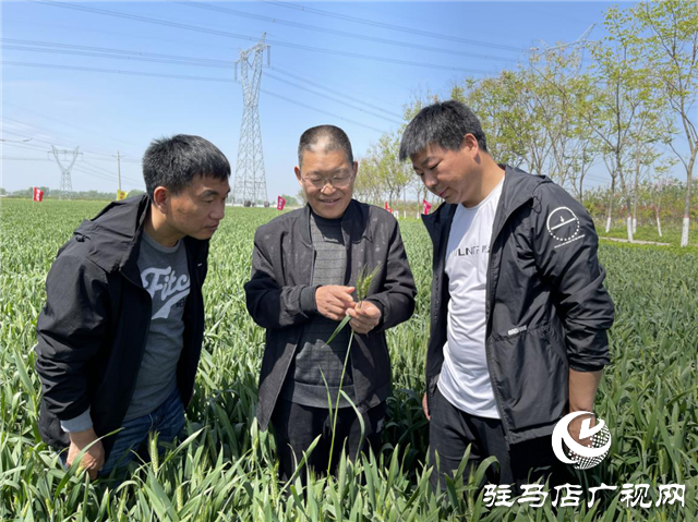  刻不容緩！小麥赤霉病防治正當(dāng)時(shí)