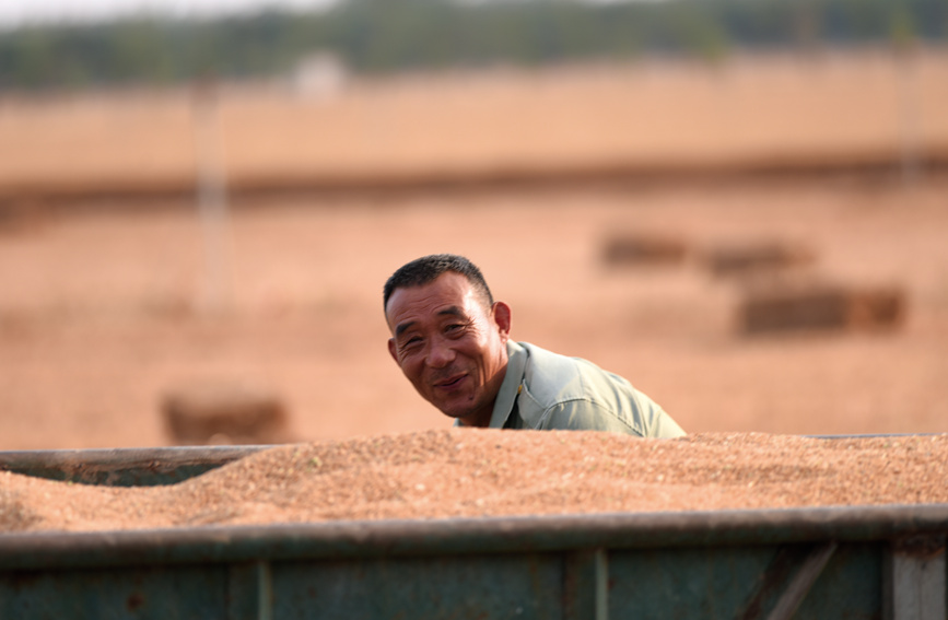 現(xiàn)代農(nóng)機(jī)“展雄風(fēng)” 確保小麥“顆粒歸倉(cāng)”