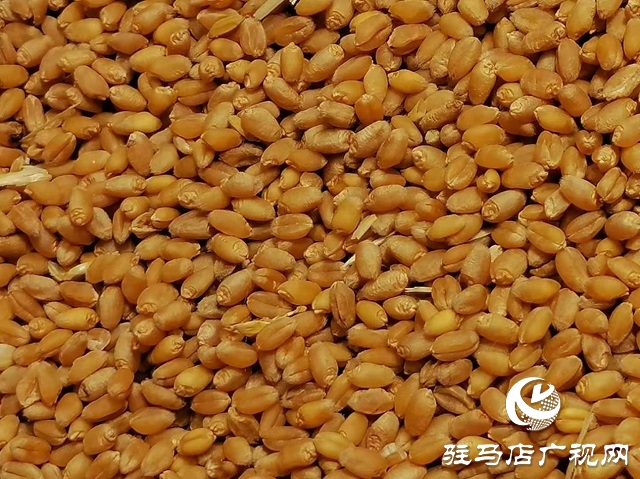 專家見證：麥?zhǔn)鞂毚箫@神威，畝均增產(chǎn)220斤！