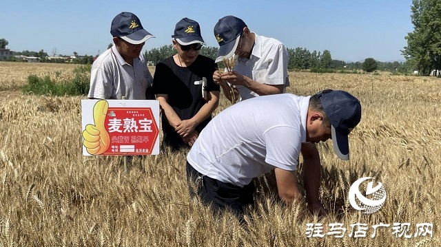 專(zhuān)家見(jiàn)證：麥?zhǔn)鞂毚箫@神威，畝均增產(chǎn)220斤！