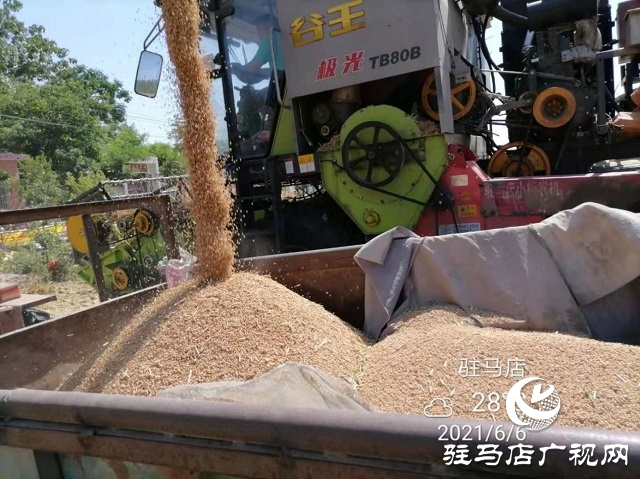 專(zhuān)家見(jiàn)證：麥?zhǔn)鞂毚箫@神威，畝均增產(chǎn)220斤！