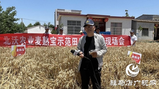 專(zhuān)家見(jiàn)證：麥?zhǔn)鞂毚箫@神威，畝均增產(chǎn)220斤！