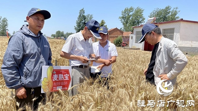 專(zhuān)家見(jiàn)證：麥?zhǔn)鞂毚箫@神威，畝均增產(chǎn)220斤！