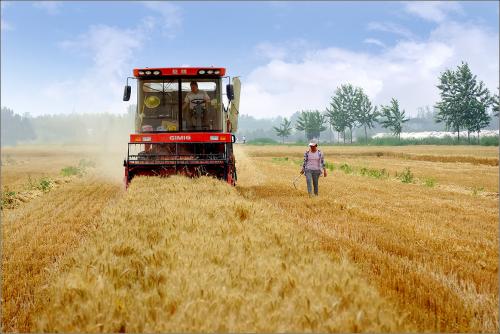 大規(guī)模機(jī)收基本結(jié)束 河南已收獲小麥8458萬畝