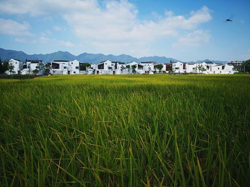 堅(jiān)持大歷史觀看待三農(nóng)問題 為全面推進(jìn)鄉(xiāng)村振興貢獻(xiàn)智慧和力量