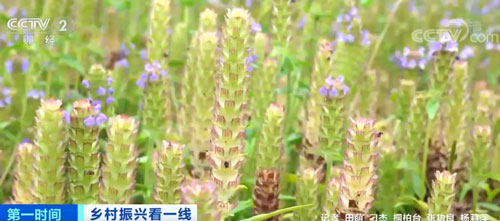 一畝收入8000元！河南桐柏：10萬畝夏枯球大豐收 農(nóng)戶實現(xiàn)增收