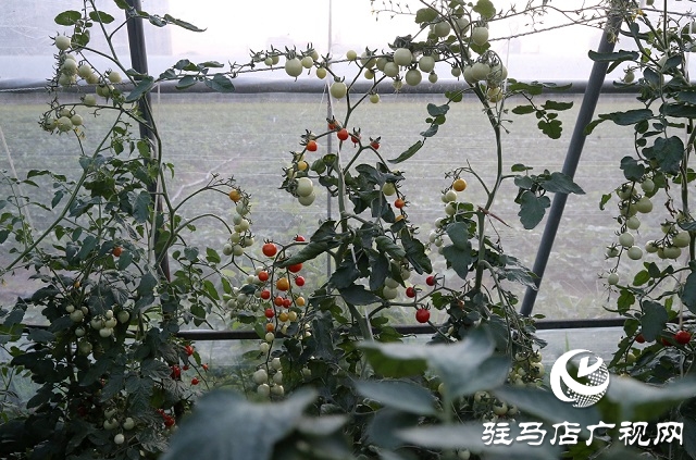 試驗(yàn)田里的“番茄姑娘”