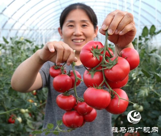 試驗(yàn)田里的“番茄姑娘”