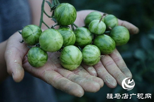 試驗(yàn)田里的“番茄姑娘”