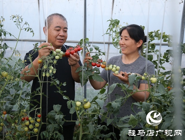 試驗(yàn)田里的“番茄姑娘”