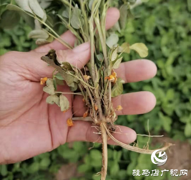 北沃農(nóng)業(yè)開展愛心捐贈 搶救受災農(nóng)作物