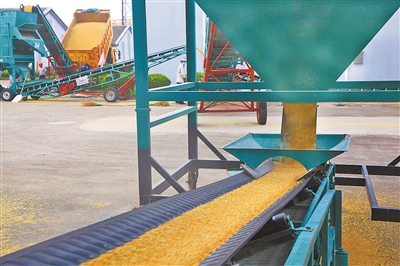 全國(guó)小麥主產(chǎn)區(qū)夏糧收購(gòu)平穩(wěn)有序 市場(chǎng)購(gòu)銷(xiāo)兩旺