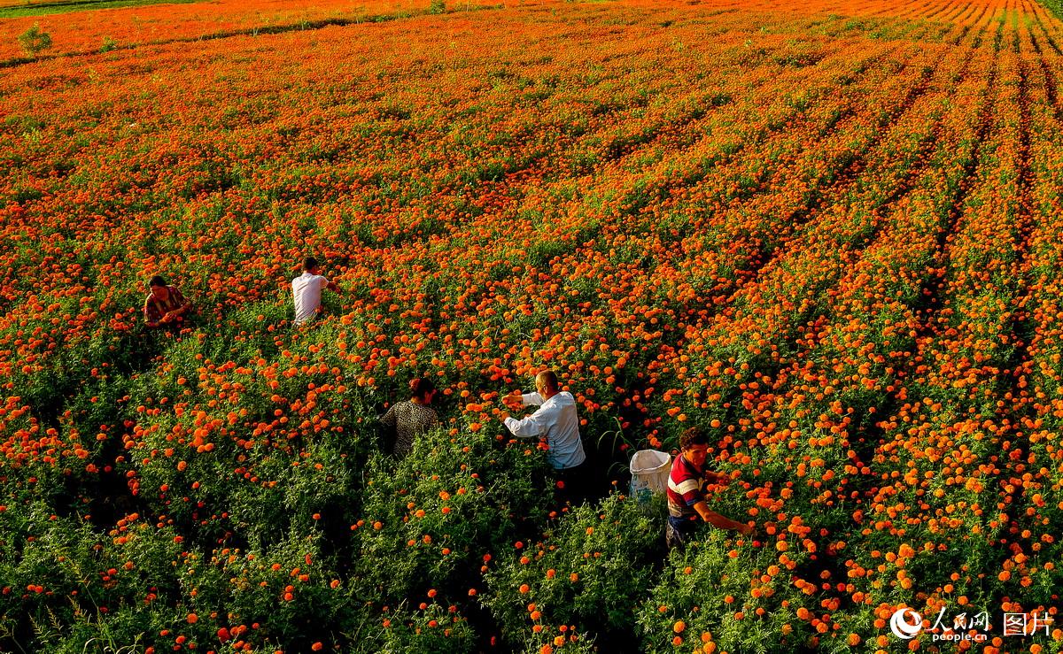 新疆莎車：萬壽菊喜獲豐收