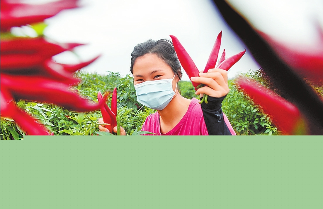 訂單辣椒采摘忙