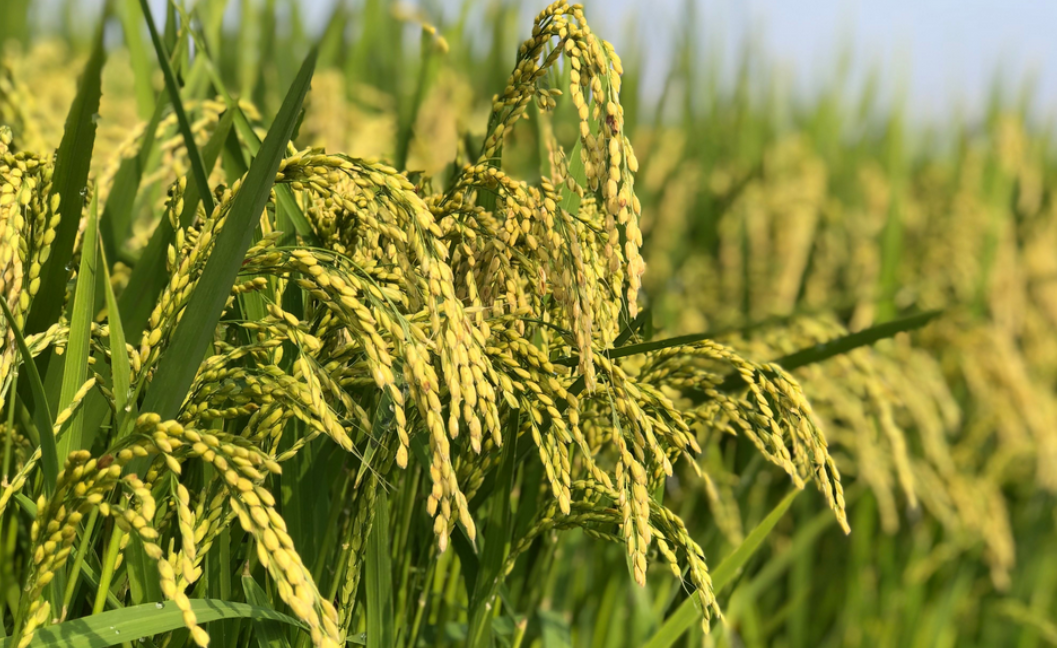 全國秋糧能豐收嗎？農(nóng)業(yè)農(nóng)村部：有信心