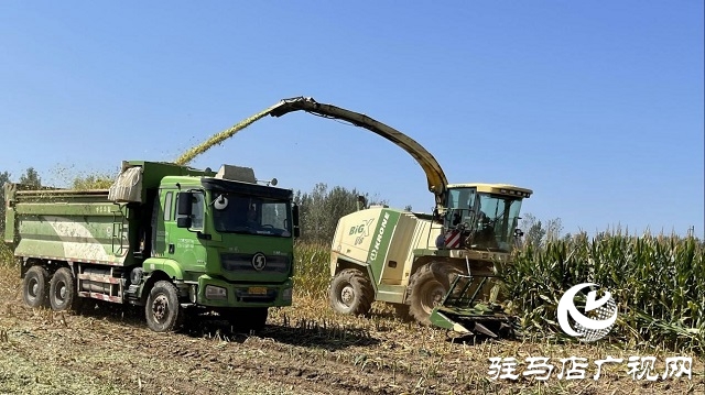 廬玉9105玉米青貯現(xiàn)場觀摩會成功召開