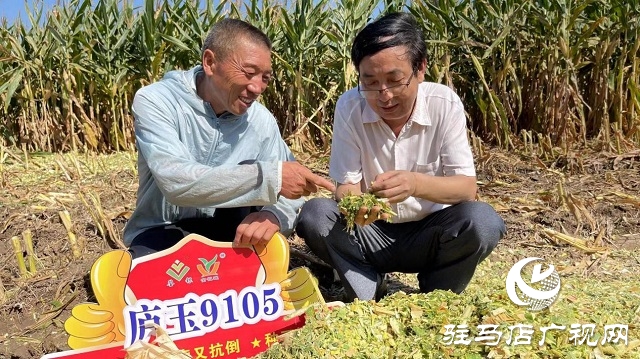廬玉9105玉米青貯現(xiàn)場觀摩會成功召開