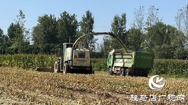 廬玉9105玉米青貯現(xiàn)場觀摩會成功召開