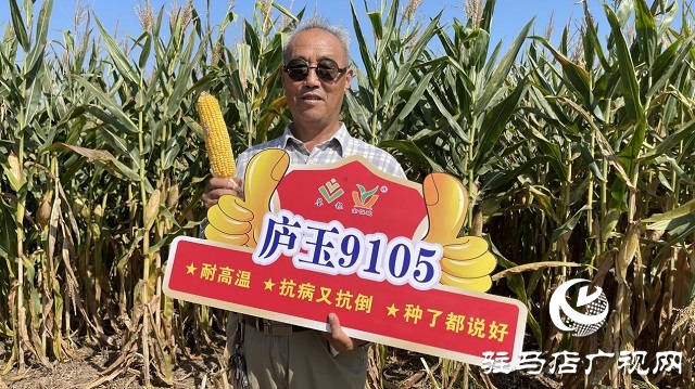 廬玉9105玉米青貯現(xiàn)場觀摩會成功召開