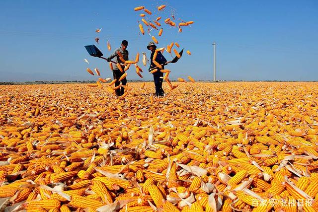 河南周末大范圍降雨 氣溫將驟降10℃ 適當(dāng)推遲夏玉米收獲以提高產(chǎn)量