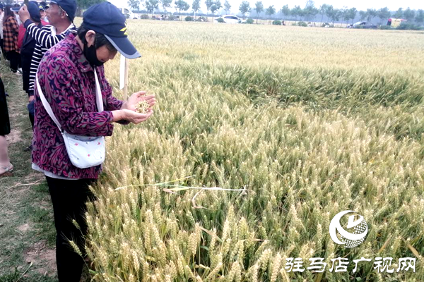 重磅！麥?zhǔn)鞂?，驚艷亮相！2020年北沃農(nóng)業(yè)再出大招！