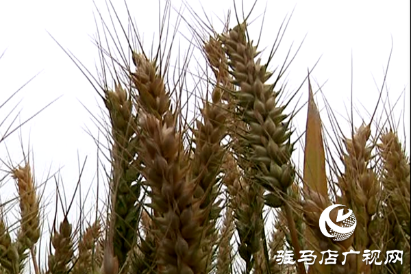 重磅！麥?zhǔn)鞂?，驚艷亮相！2020年北沃農(nóng)業(yè)再出大招！