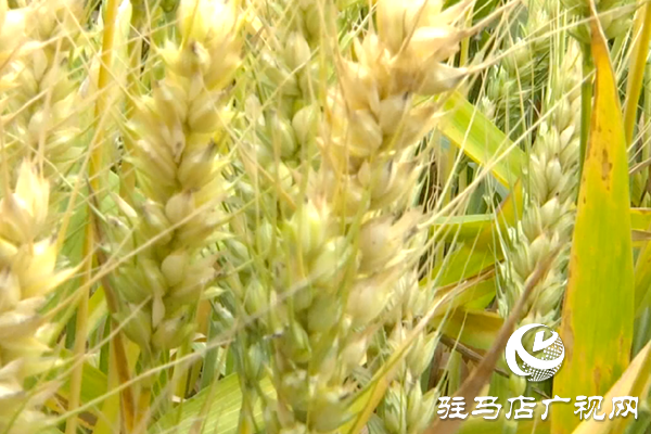 重磅！麥?zhǔn)鞂?，驚艷亮相！2020年北沃農(nóng)業(yè)再出大招！
