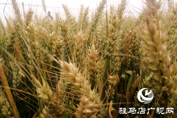 重磅！麥?zhǔn)鞂?，驚艷亮相！2020年北沃農(nóng)業(yè)再出大招！