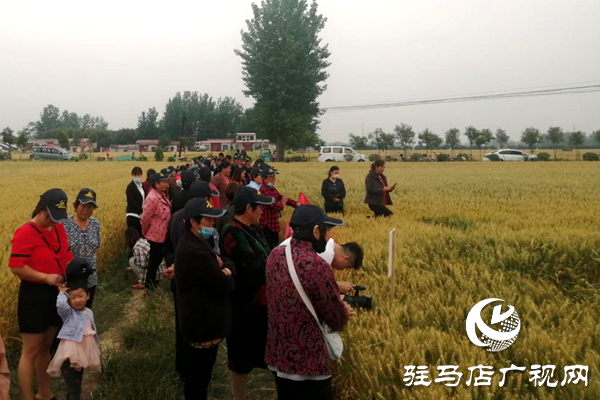重磅！麥?zhǔn)鞂?，驚艷亮相！2020年北沃農(nóng)業(yè)再出大招！