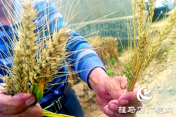 重磅！麥?zhǔn)鞂?，驚艷亮相！2020年北沃農(nóng)業(yè)再出大招！