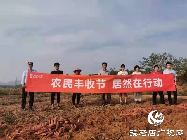 愛(ài)心助農(nóng) 駐馬店居然之家積極幫扶上門(mén)采購(gòu)紅薯