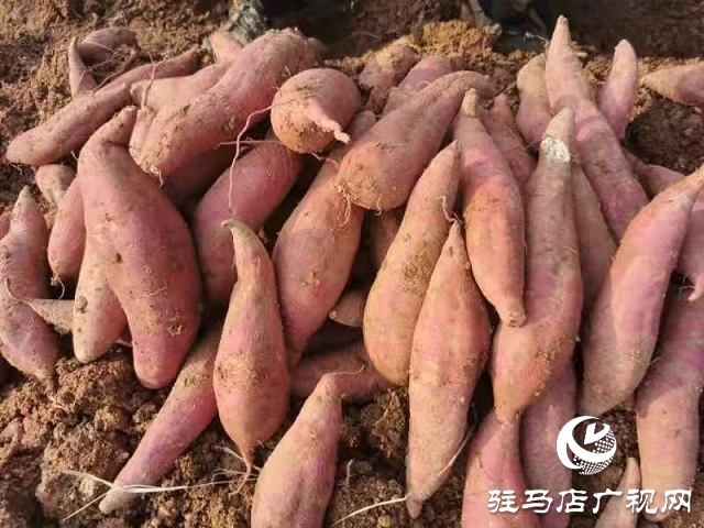 愛(ài)心助農(nóng) 駐馬店居然之家積極幫扶上門(mén)采購(gòu)紅薯