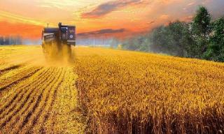 農(nóng)業(yè)農(nóng)村部：確保秋糧豐收到手、明年夏季糧油播種