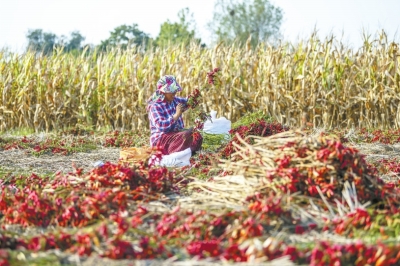 秋收辣！直擊漯河臨潁辣椒秋收，場(chǎng)面壯觀